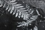 Large, Fossil Seed Fern (Alethopteris) Plate - Pennsylvania #299882-4